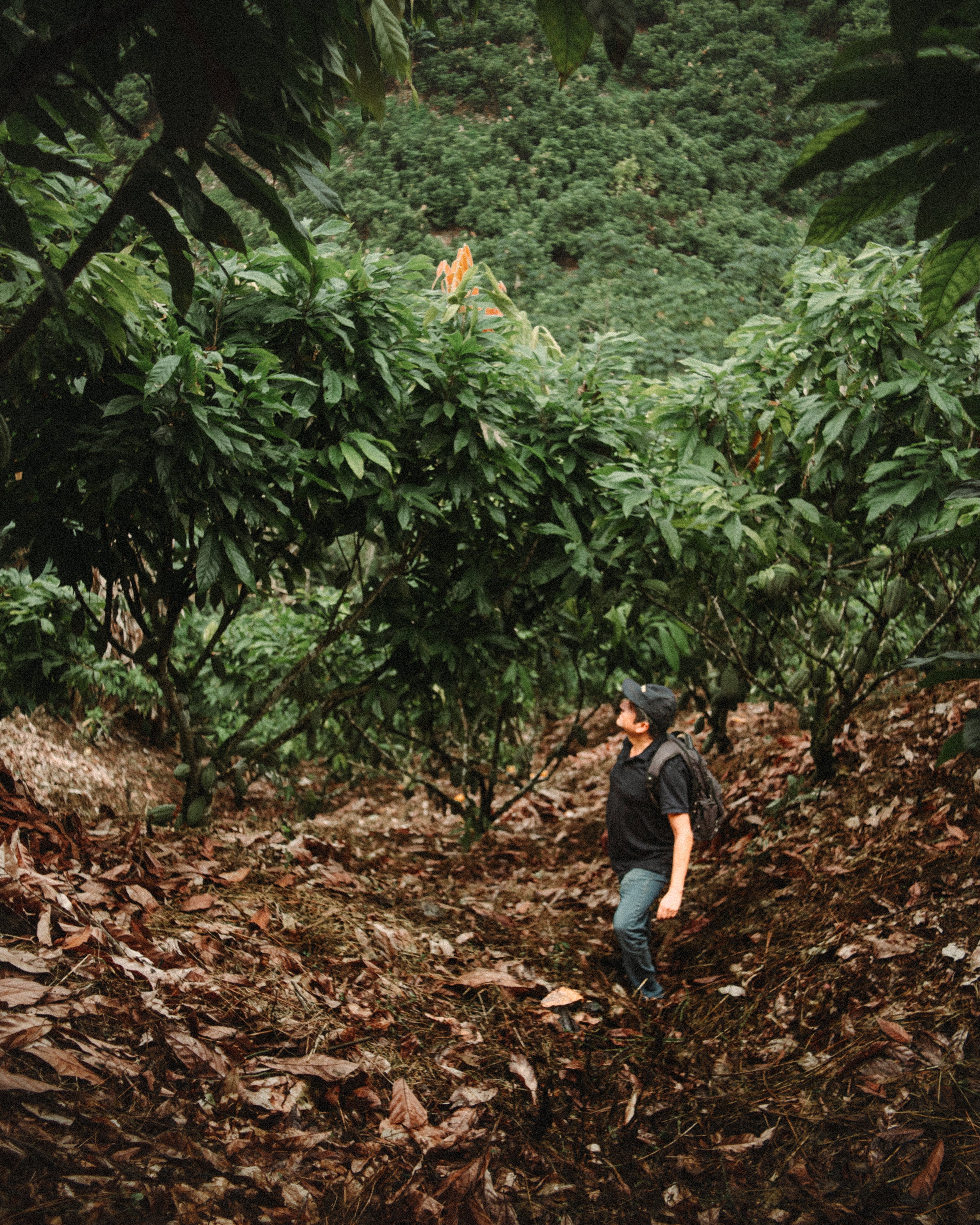 The Sacred Art of Single-Origin Chocolate: A Journey of Taste and Transparency