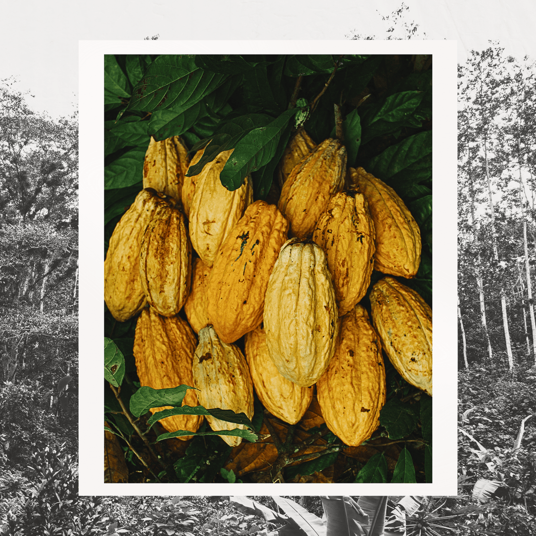 A Humane Supply Chain: Beyond Fair Trade