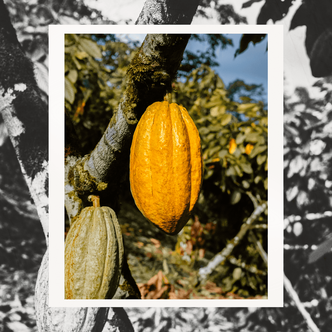 How we cultivate and protect Fine Aroma Cacao