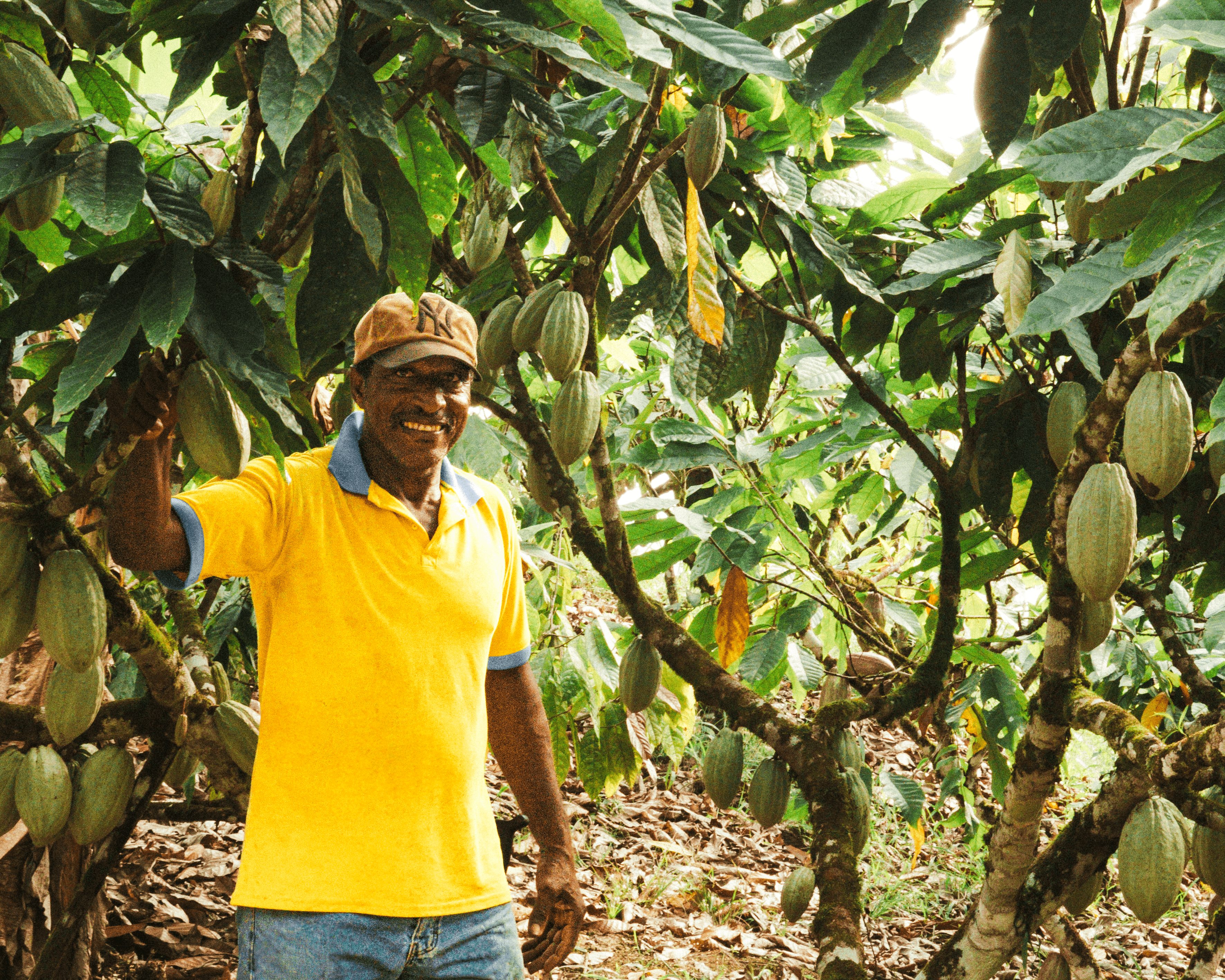 A cacao farmer standing among Fine Aroma Cacao trees in Ecuador, representing Durca Chocolate’s commitment to sustainability, regenerative agriculture, and ethical cacao sourcing.