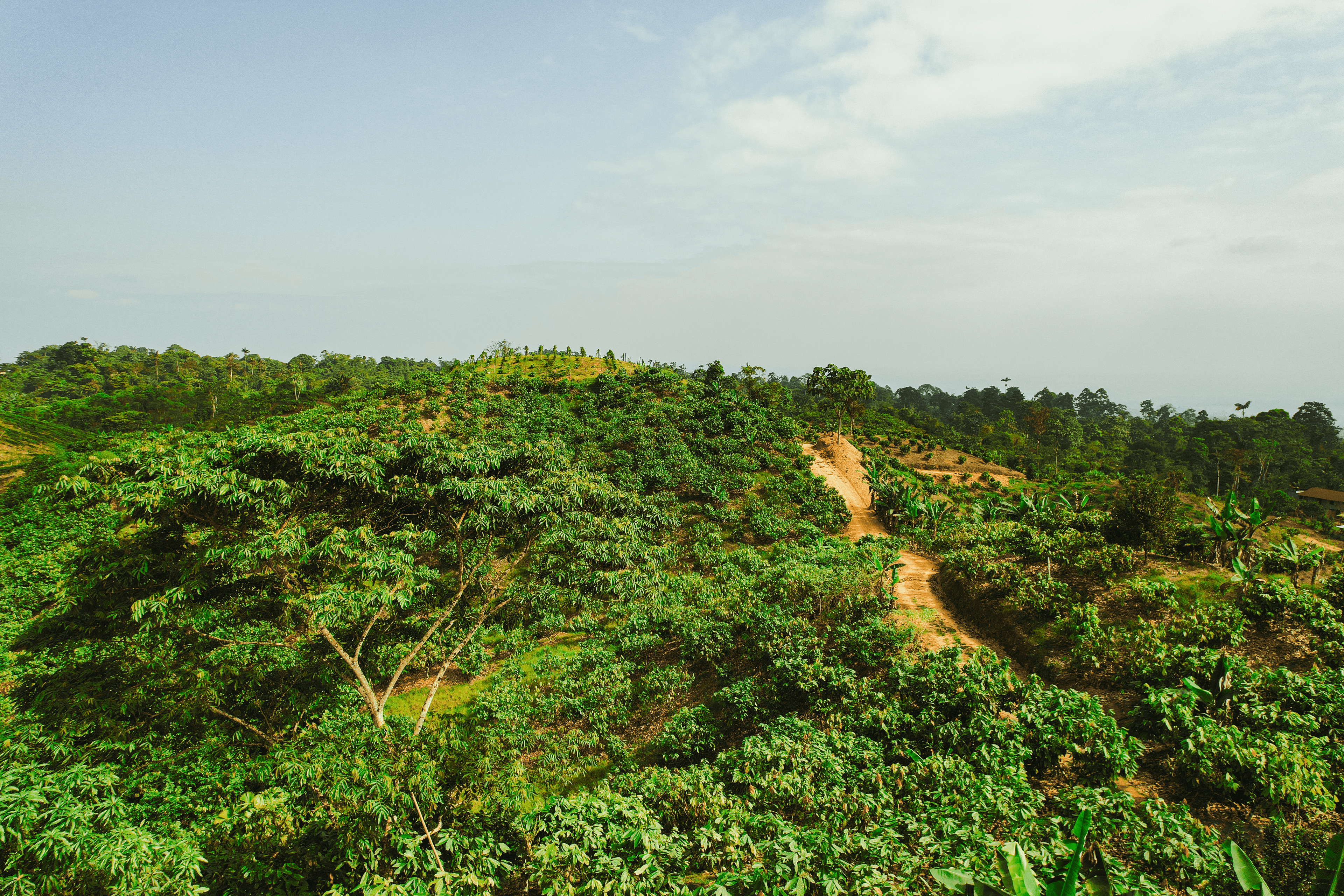 Terroir Origin: Tropical Forest, Quinindé, Ecuador