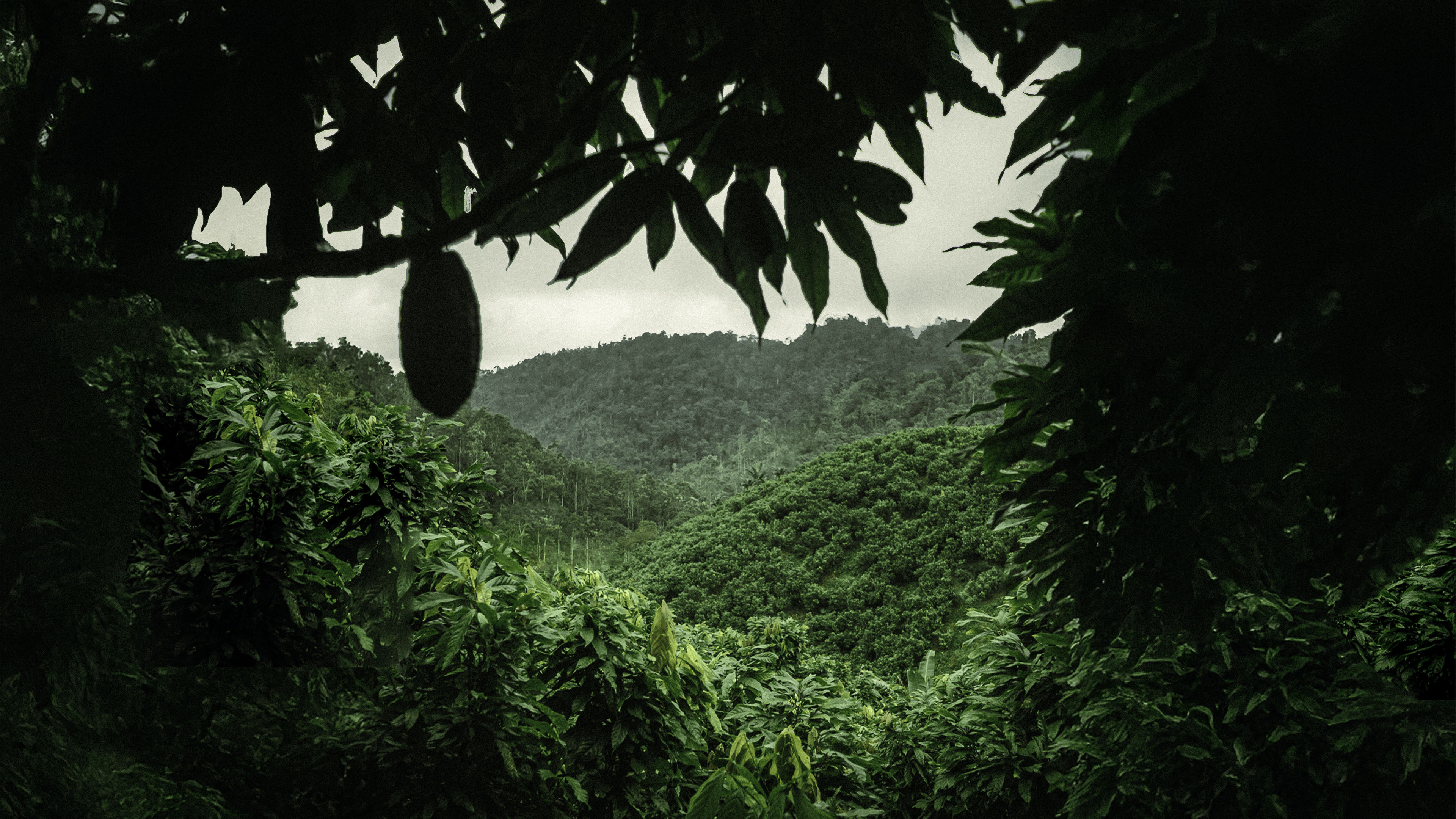 Terroir Origin: Mache Chindul Rainforest, Esmeraldas, Ecuador
