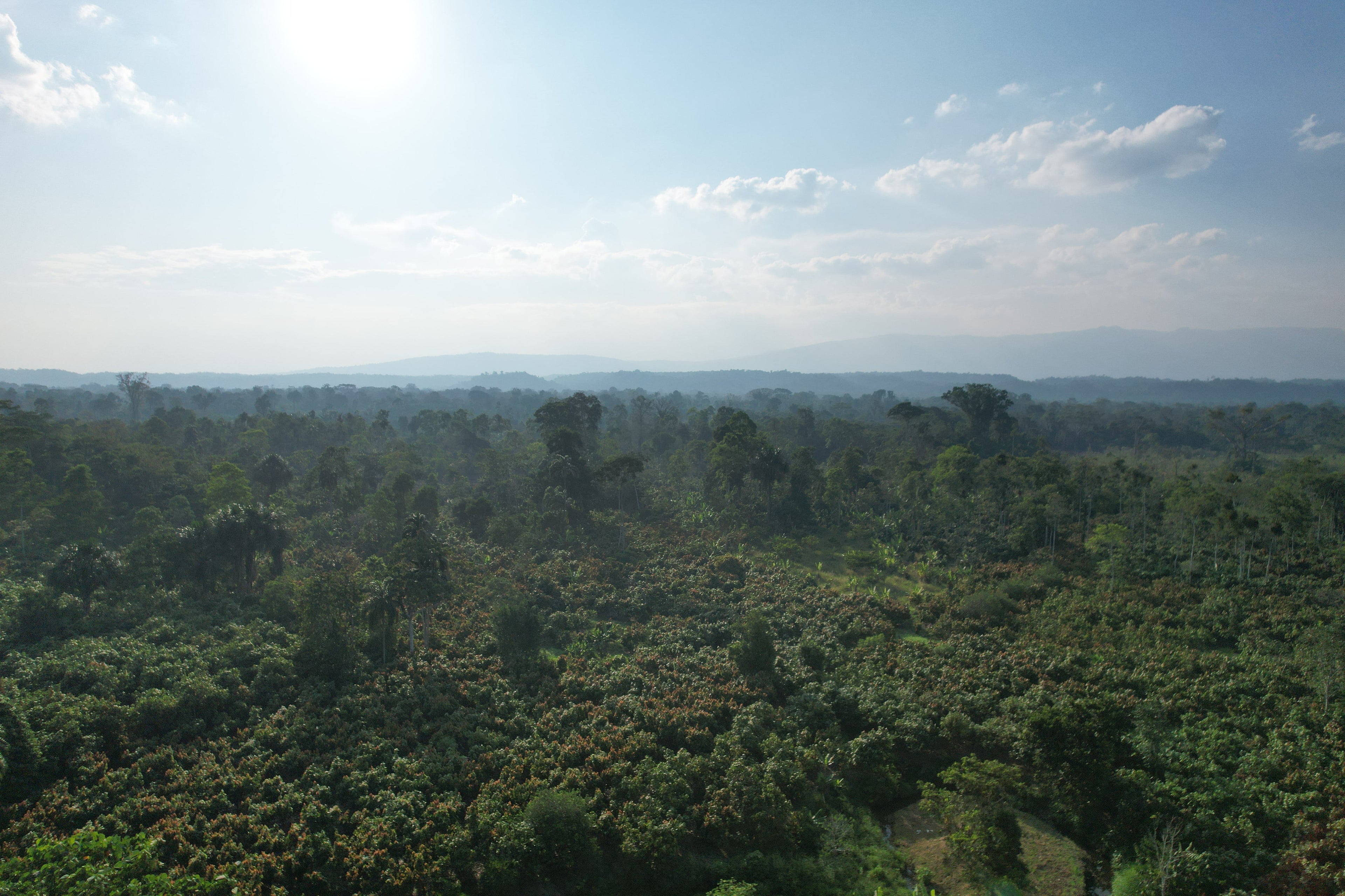 Terroir Origin: Amazon Forest, Napo, Ecuador