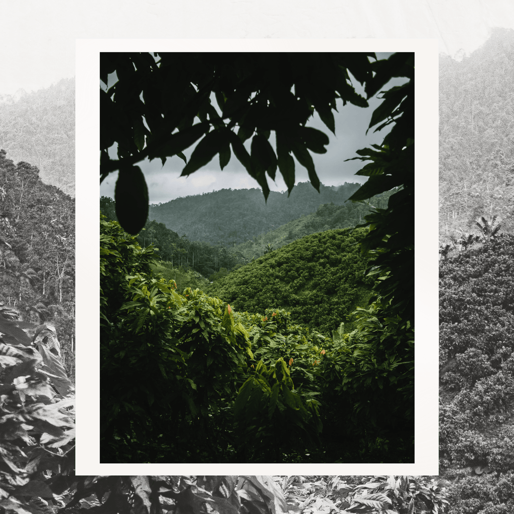 Grand Cru Bar | Mache Chindul Rainforest, Ecuador | 70% Dark | 72 grams