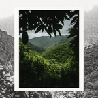 Grand Cru Bar | Mache Chindul Rainforest, Ecuador | 70% Dark | 72 grams