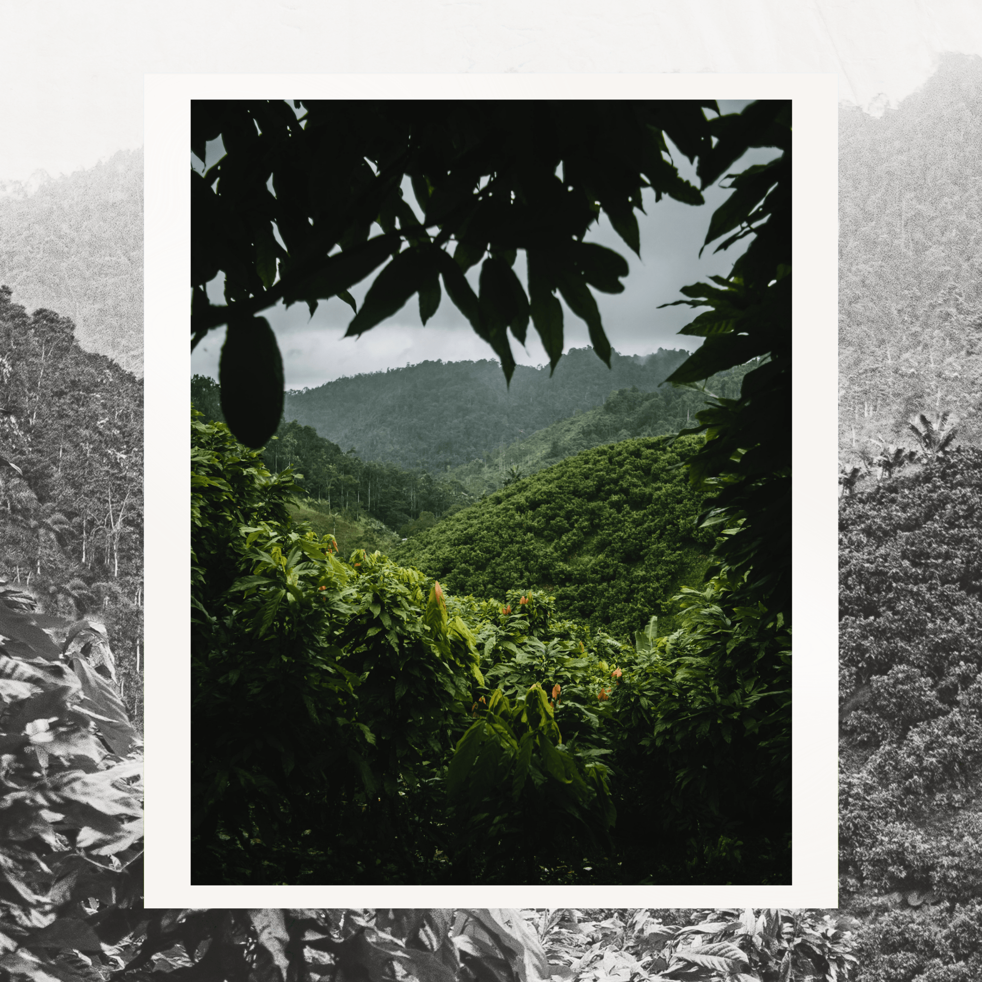 Grand Cru Bar | Mache Chindul Rainforest, Ecuador | 70% Dark | 72 grams