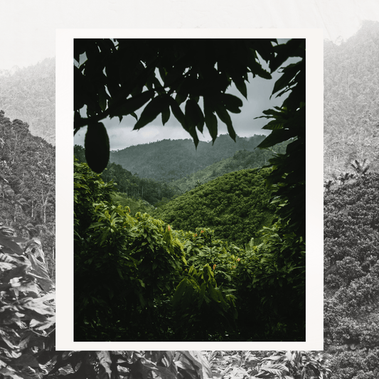 Grand Cru Bar | Mache Chindul Rainforest, Ecuador | 70% Dark | 72 grams