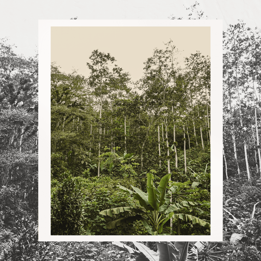 Grand Cru Bar | Mache Chindul Rainforest, Ecuador | 70% Dark | 72 grams