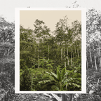 Grand Cru Bar | Mache Chindul Rainforest, Ecuador | 70% Dark | 72 grams