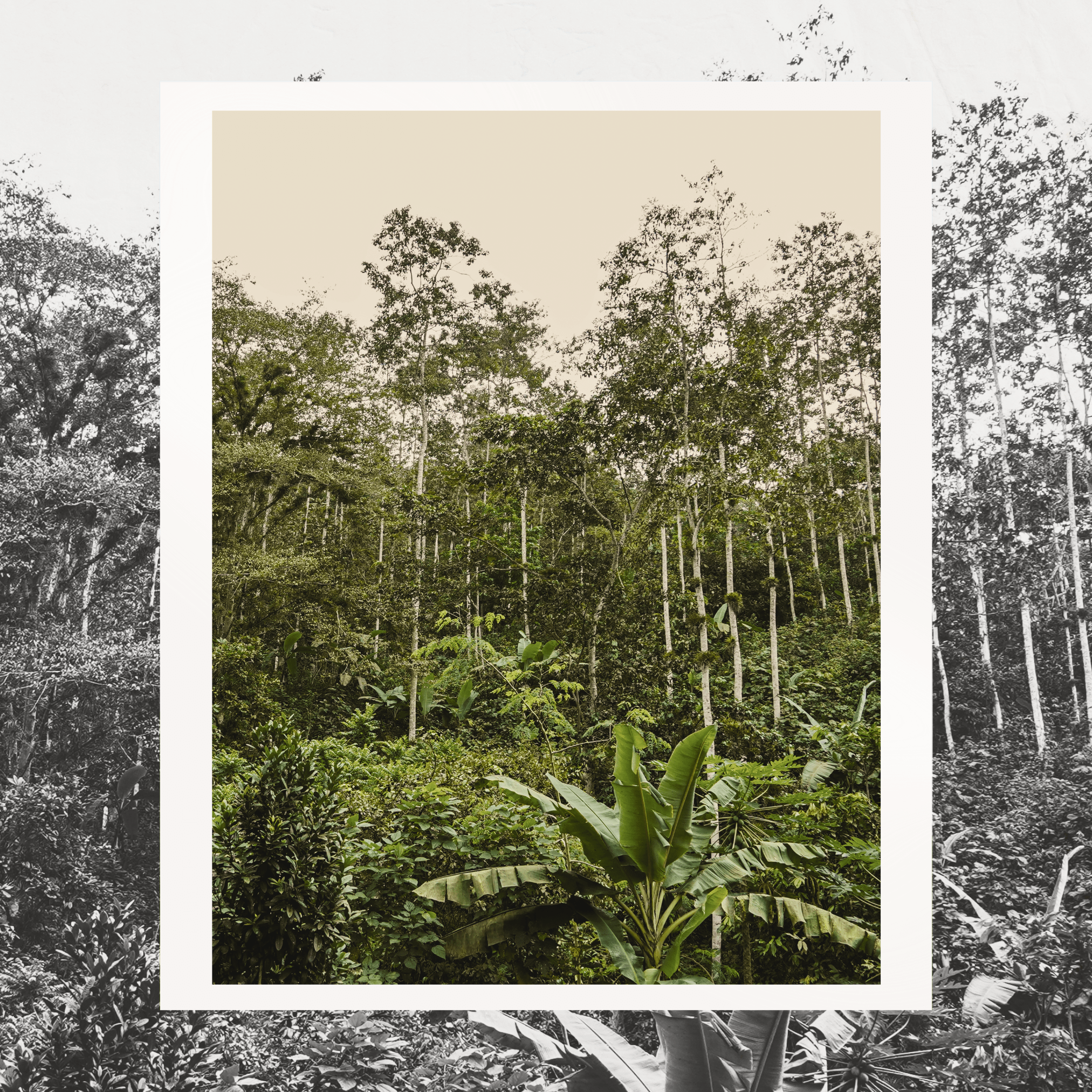 Grand Cru Bar | Mache Chindul Rainforest, Ecuador | 70% Dark | 72 grams