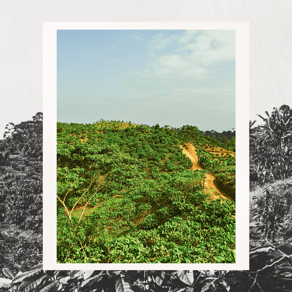 Grand Cru Bar | Tropical Forest, Quinindé, Ecuador | 70% Dark | 72 grams