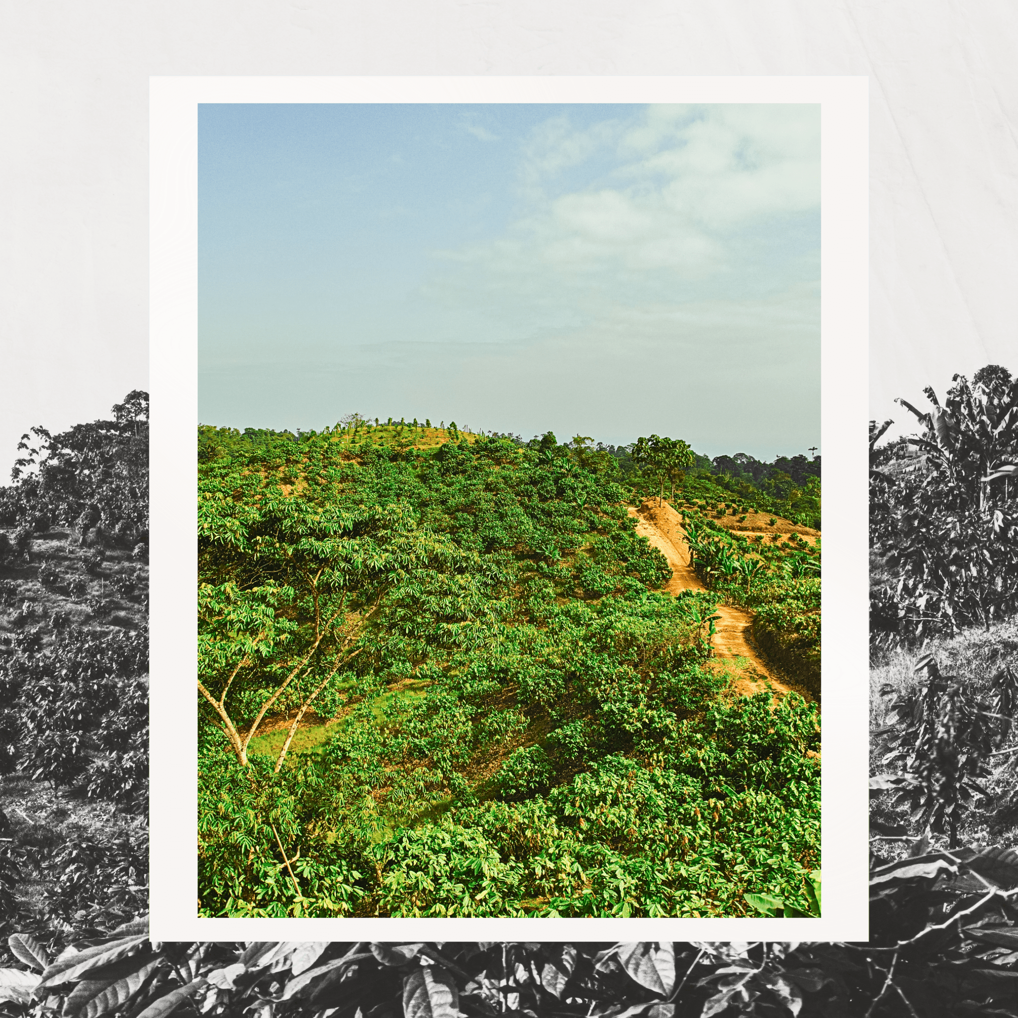 Grand Cru Bar | Tropical Forest, Quinindé, Ecuador | 70% Dark | 72 grams