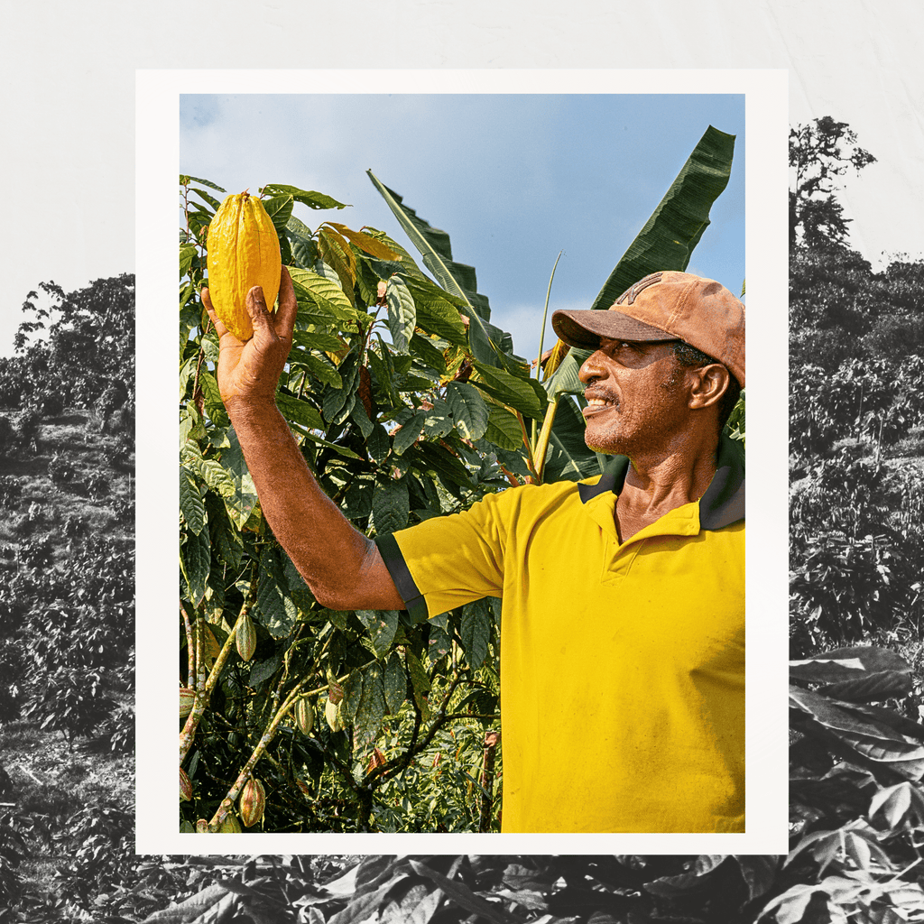 Grand Cru Bar | Tropical Forest, Quinindé, Ecuador | 70% Dark | 72 grams