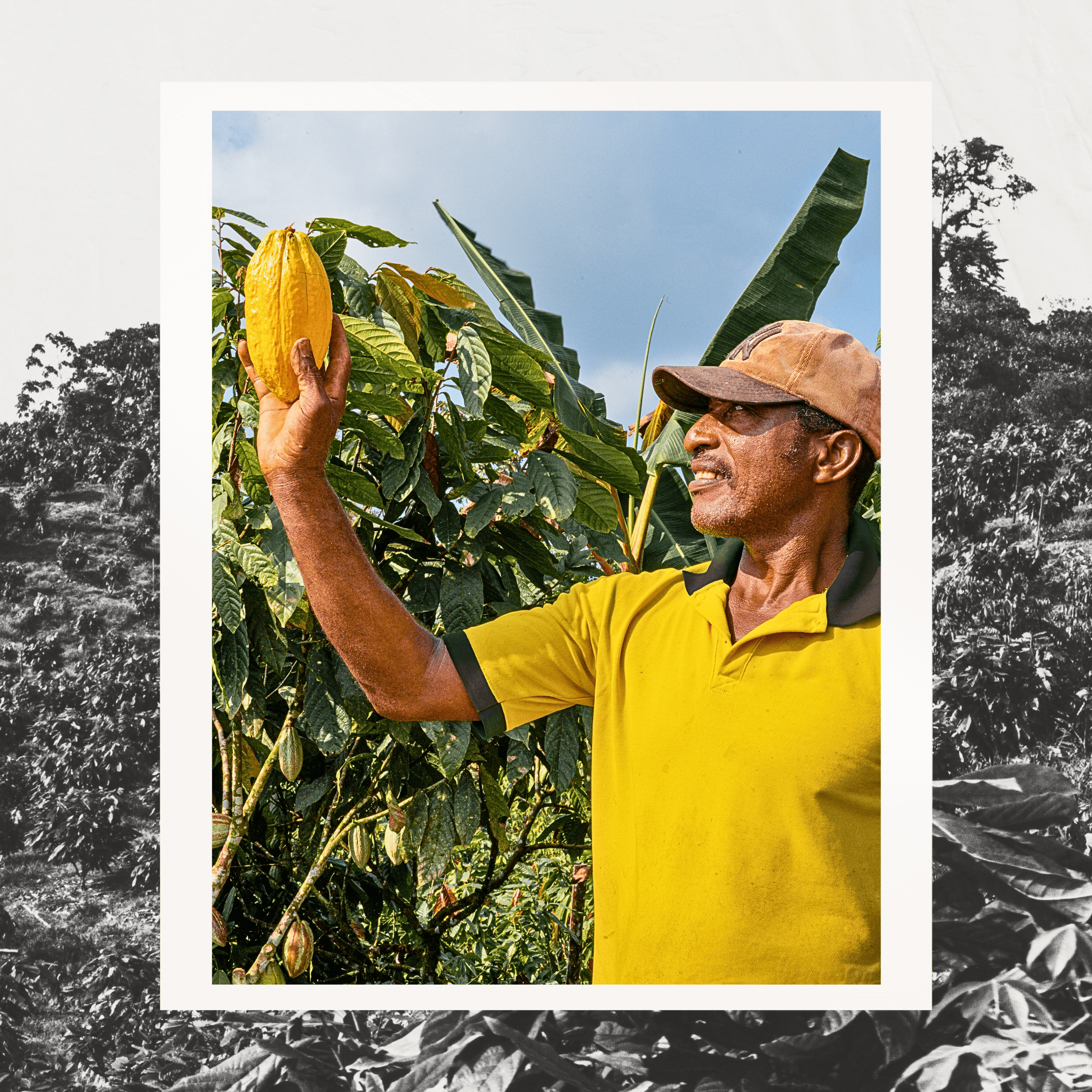 Grand Cru Bar | Tropical Forest, Quinindé, Ecuador | 70% Dark | 72 grams