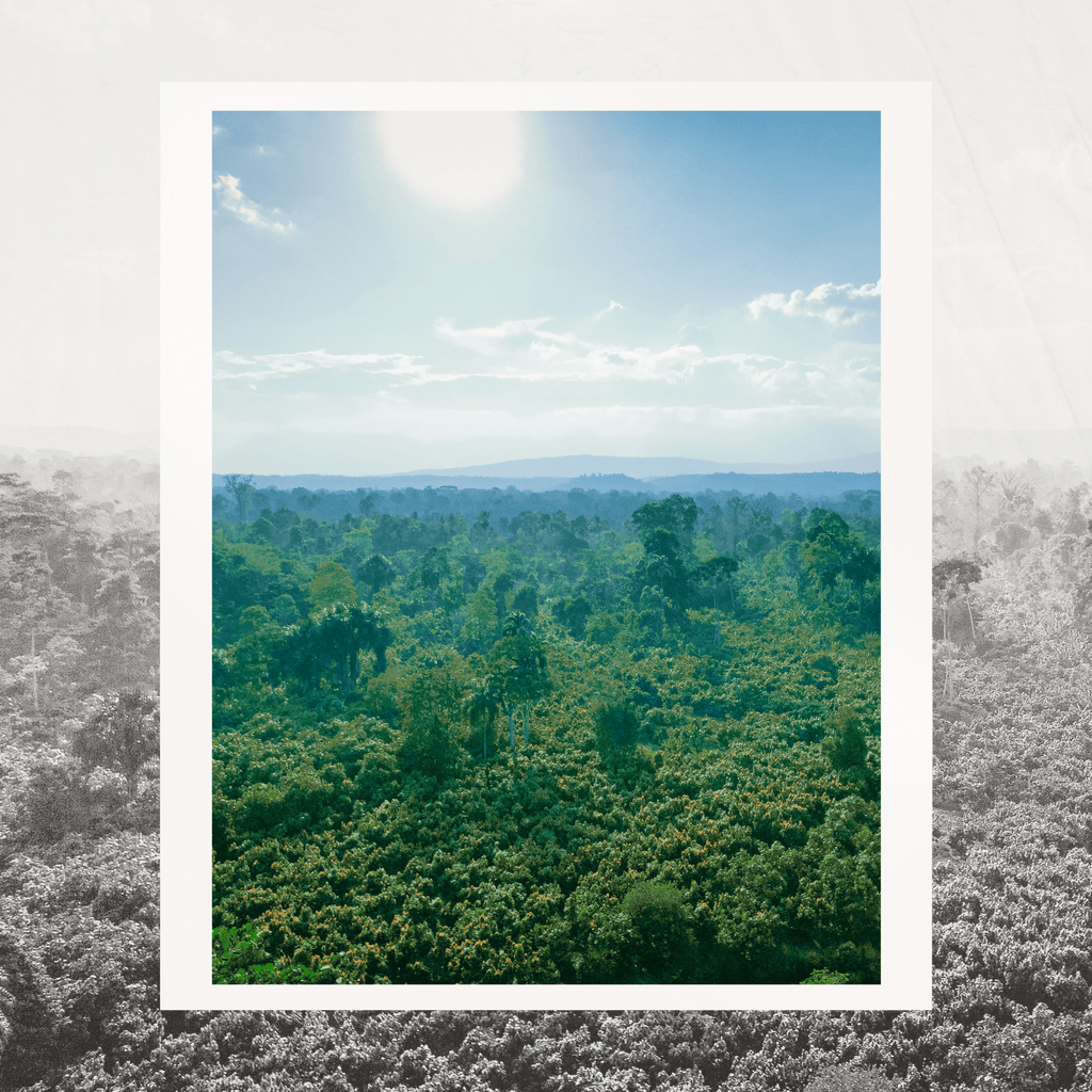 Grand Cru Bar | Amazon Forest, Napo, Ecuador | 70% Dark | 72 grams