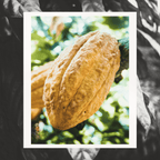 Grand Cru Bar | Amazon Forest, Napo, Ecuador | 70% Dark | 72 grams