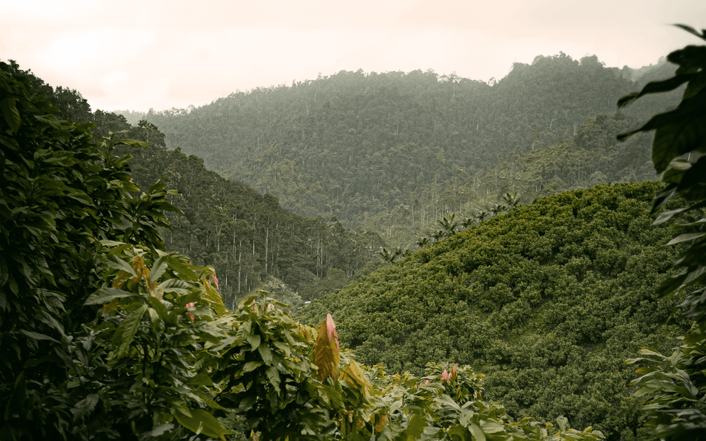 Trilogy Chocolate Collection: 3 Signature Harvests Chocolate Bars | 70% Dark | 216grams