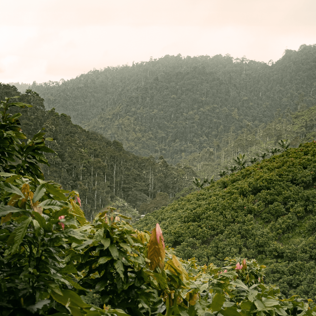 Grand Cru Bar | Mache Chindul Rainforest, Ecuador | 70% Dark | 72 grams