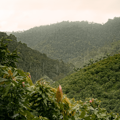 Grand Cru Bar | Mache Chindul Rainforest, Ecuador | 70% Dark | 72 grams