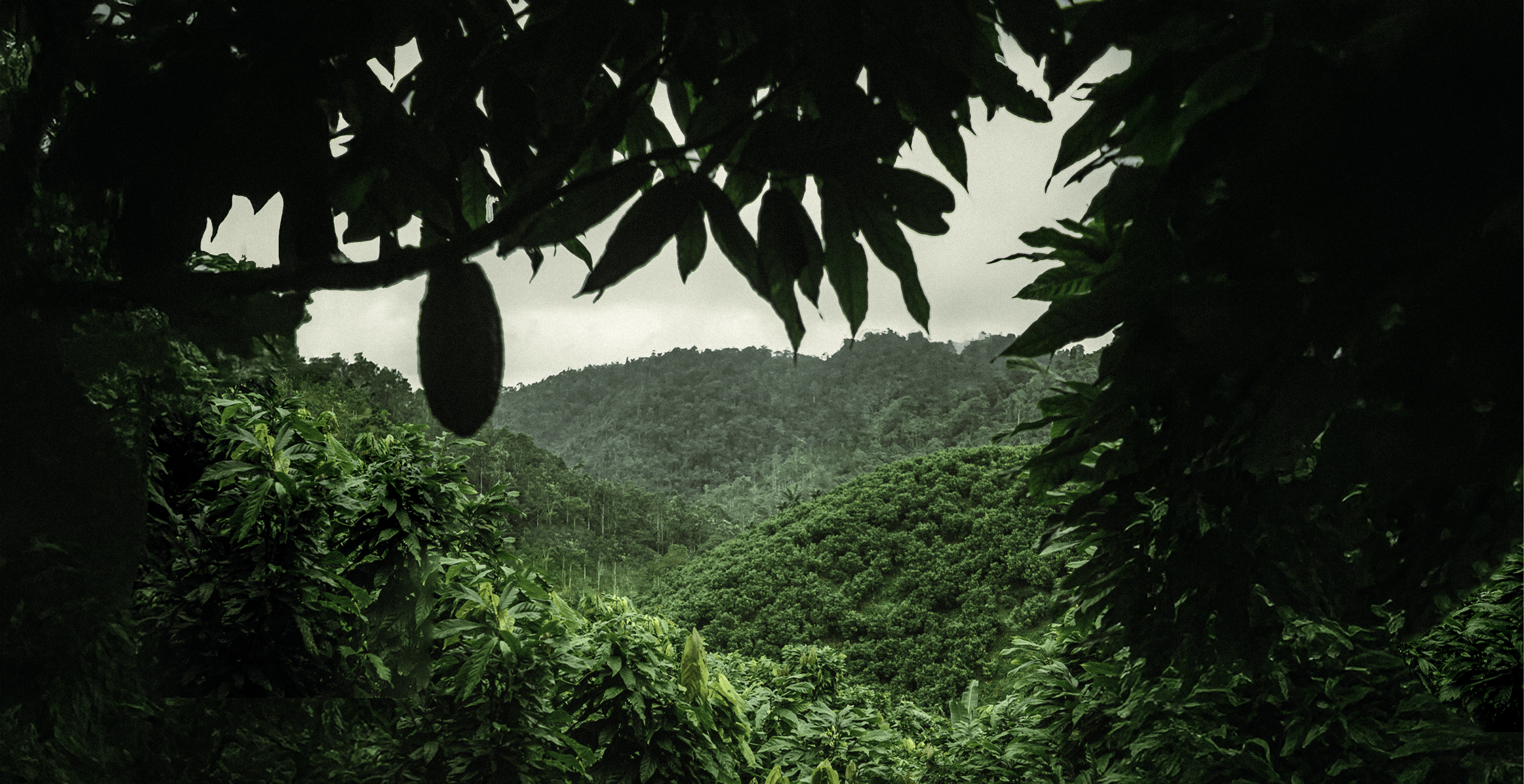 Tropical rainforest with lush greenery and a mountain in the background