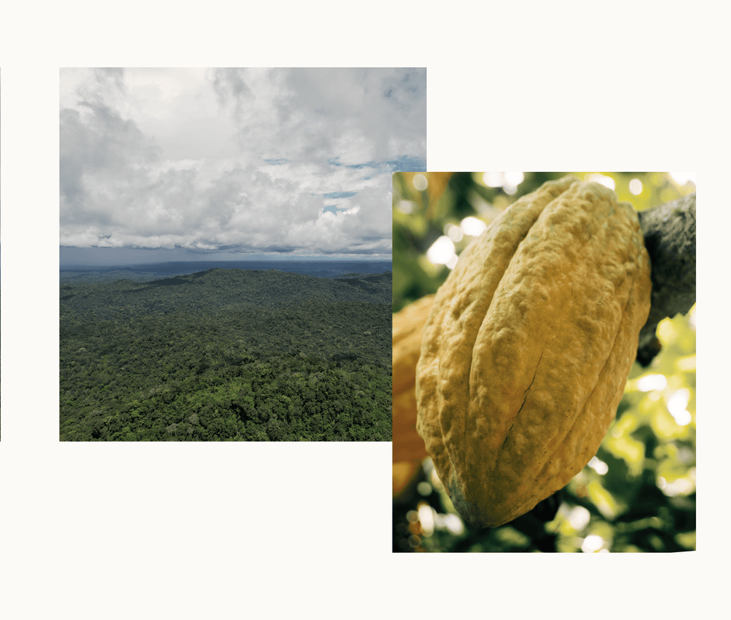 Epicure Box | Amazon Forest, Napo, Ecuador | 70% Dark | 180 grams