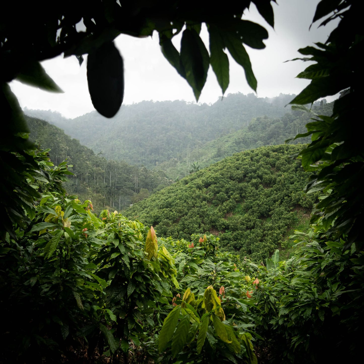 Durca chocolate best cacao origin in Ecuador, rainforest grand cru dark chocolate