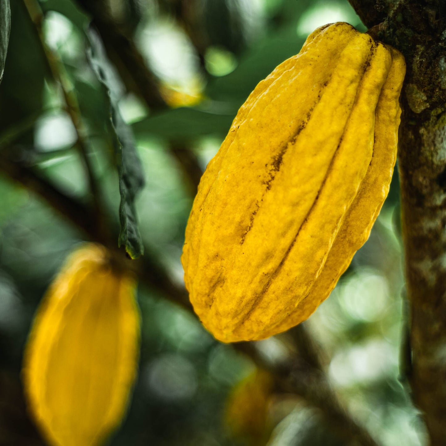 Durca chocolate experience unique flavors from a rainforest premium cacao