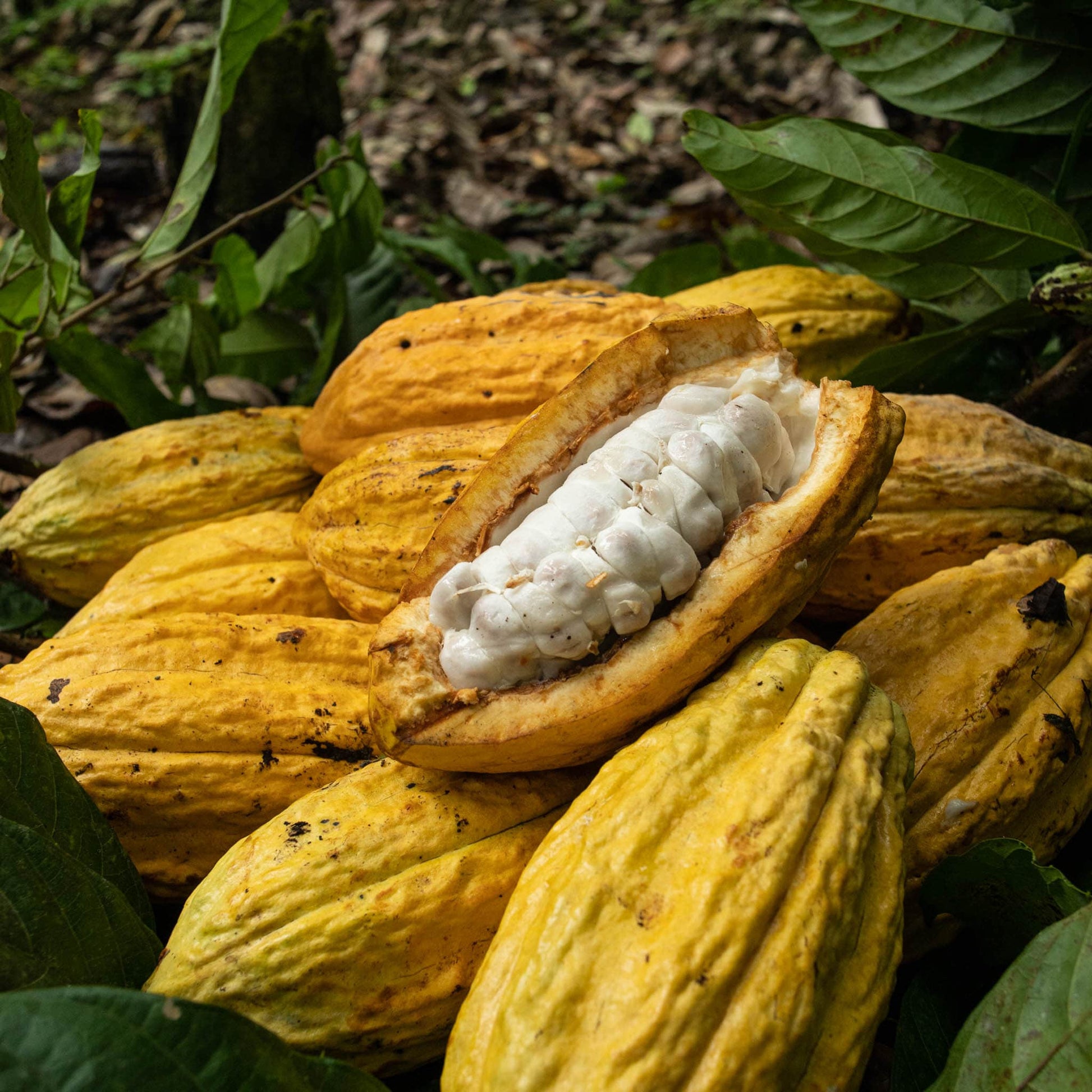 Durca premium ecuador fine aroma cacao 70% healthy dark chocolate - super food